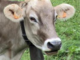 Another Norwegian cow complete with bell, this time at Alpkäserei, 15.4 miles from Brienz and 962m above sea level